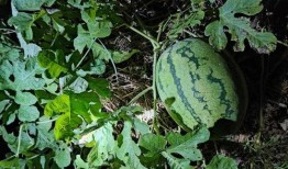 吃瓜吃土了盛开,见证时代盛开花开