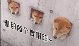 吃瓜逗比群众,揭秘娱乐圈幕后趣闻