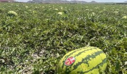 带你吃瓜刮树皮,揭秘民间趣味游戏背后的文化内涵