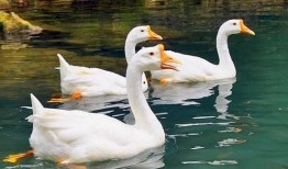 娱闻吃瓜鹅,揭秘娱乐圈那些不为人知的幕后故事