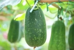 什么瓜没吃明白,一场网络迷思的溯源与反思