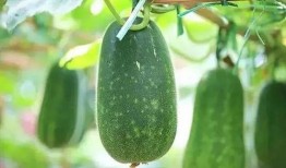 什么瓜没吃明白,一场网络迷思的溯源与反思