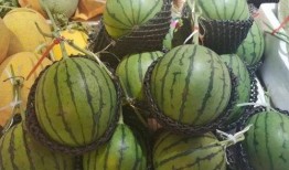 移植后吃小瓜,移植术后小瓜助力康复之旅