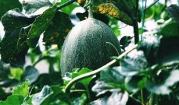 东平社区吃瓜,吃瓜群众的热闹日常