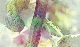 孕妇梦到吃土瓜,土瓜预示着什么？