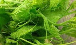 毕业也不耽误吃瓜,畅享青春尾巴的悠闲生活