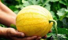 伊丽莎白瓜婴儿可以吃吗,婴儿能否安全食用及营养益处解析