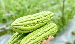 矮瓜怎么吃,解锁美味新体验