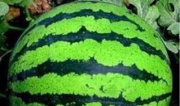 拍拍瓜怎么吃,轻松解锁美味新体验