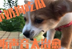 小狗瓜可以吃吗,宠物饮食安全指南