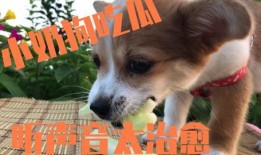 小狗瓜可以吃吗,宠物饮食安全指南