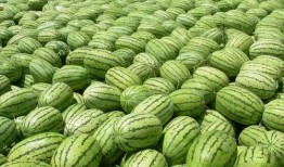 大瓜喜欢吃瓜,揭秘瓜界美食传奇