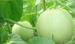 大瓜喜欢吃瓜,揭秘瓜界美食传奇