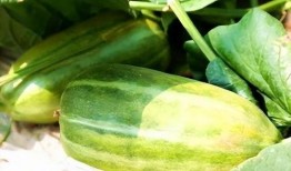 秋天吃哪些瓜,秋季必尝的瓜类美食推荐
