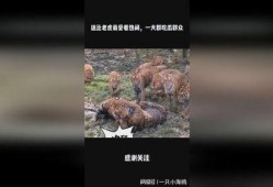 吃瓜逗比群众,揭秘娱乐圈幕后趣闻