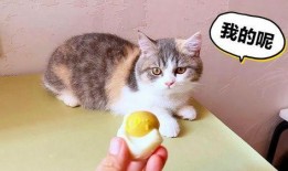 小猫仔吃方瓜好吗怎么吃,如何科学喂养