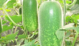 吃小凤瓜视频大全,视频大全带你领略瓜香四溢的味蕾之旅