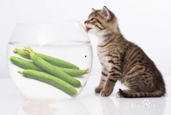 小猫仔吃方瓜好吗怎么吃,如何科学喂养