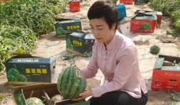 魏县新吃瓜事件,揭秘背后真相与网络舆论风暴