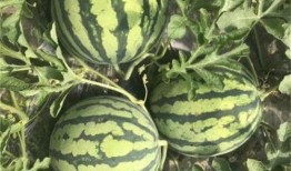 吃瓜没籽作者,一部轻松幽默的美食小说