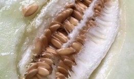 年终聚会吃瓜,欢乐时光里的趣味瞬间