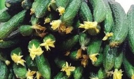 吃瓜要带花,品味生活百态