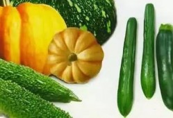 牛背山吃瓜,共享田园生活美好时光