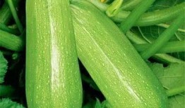 津桥吃瓜,揭秘网络热点的背后故事