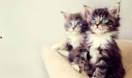 小猫仔吃方瓜好吗怎么吃,如何科学喂养