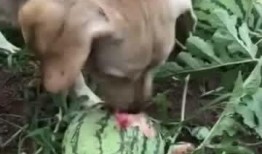 小狗瓜可以吃吗,宠物饮食安全指南