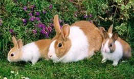 孕期可以吃兔儿瓜吗,兔儿瓜的适宜食用时间与注意事项