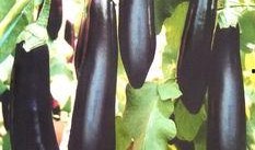 孕妇梦见摘茄瓜吃,孕妇摘茄瓜吃的寓意与启示