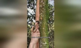 带你吃瓜刮树皮,揭秘民间趣味游戏背后的文化内涵